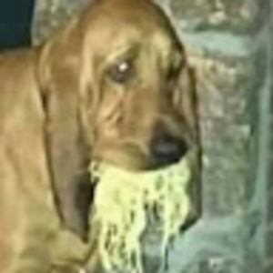 Meet your Posher, Isaiah